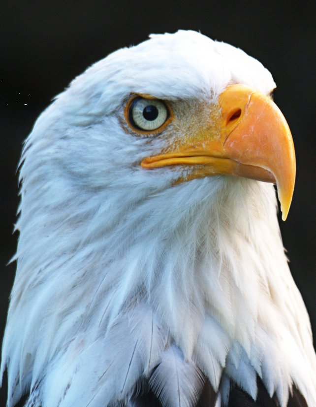 Photo cv for Feras Altaleb